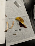 Phylloporus rhodoxanthus image