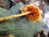 Entoloma quadratum image