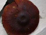 Dermocybe zakii image
