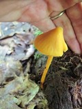 Entoloma quadratum image