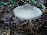 Amanita brunnescens image