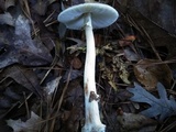 Amanita brunnescens image