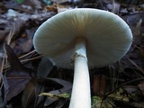 Amanita brunnescens image