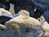 Perenniporia fraxinea image