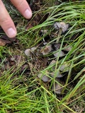 Coprinopsis variegata image