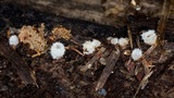 Leucoscypha leucotricha image