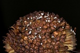 Lasiosphaeria lanuginosa image