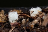Leucoscypha leucotricha image