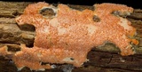 Hypomyces armeniacus image