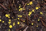 Podophacidium xanthomelum image