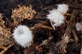 Leucoscypha leucotricha image