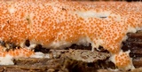 Hypomyces armeniacus image