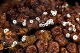 Lasiosphaeria lanuginosa image
