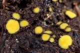 Podophacidium xanthomelum image
