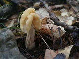 Helvella crispa image