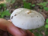 Amanita sect. Vaginatae image