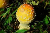 Amanita amerimuscaria image