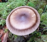 Amanita sect. Vaginatae image