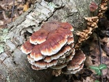 Globifomes graveolens image