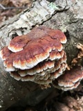 Globifomes graveolens image