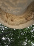 Amanita rhopalopus image