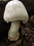 Amanita rhopalopus image