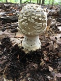 Amanita brunnescens image