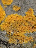 Xanthoria calcicola image