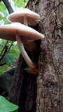 Volvariella bombycina image