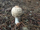 Chlorophyllum olivieri image