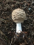 Chlorophyllum olivieri image