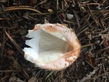 Chlorophyllum olivieri image