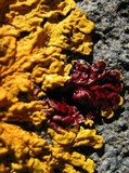 Xanthoria calcicola image