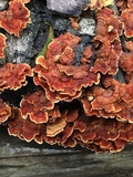 Stereum gausapatum image