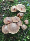 Suillus lakei image