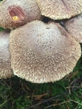 Suillus lakei image