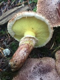 Suillus lakei image