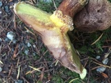 Suillus lakei image