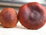 Dermocybe zakii image