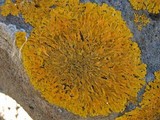 Xanthoria calcicola image