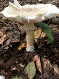 Amanita canescens image