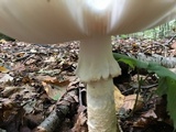 Amanita canescens image