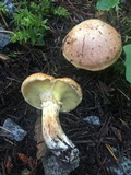 Suillus caerulescens image