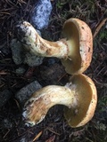 Suillus caerulescens image