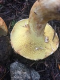 Suillus caerulescens image