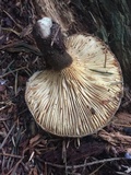 Tapinella atrotomentosa image