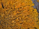 Xanthoria calcicola image