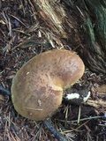 Tapinella atrotomentosa image