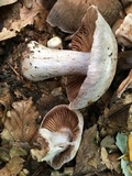 Cortinarius alboviolaceus image