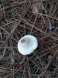 Leucoagaricus americanus image